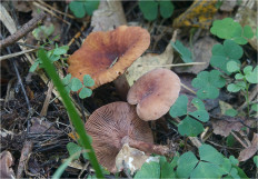 Гриб из Москва