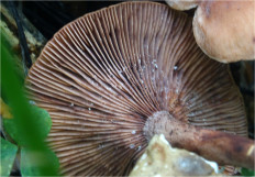 Гриб из Москва