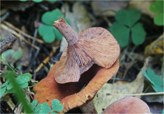 Гриб из Москва