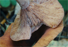 Гриб из Москва