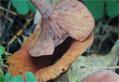 Гриб из Москва