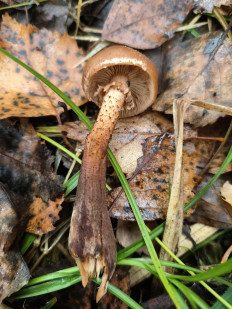 Опёнок летний