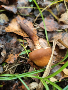 Опёнок летний