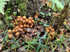 Опёнок летний