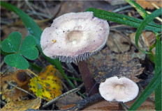 Гриб из Москва