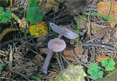 Гриб из Москва