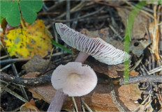 Гриб из Москва