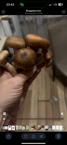 Гриб из Владивосток