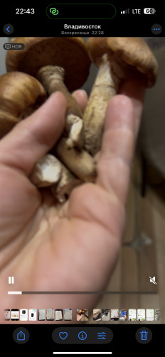 Гриб из Владивосток