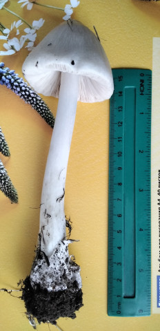 Гриб из с.Кевсала