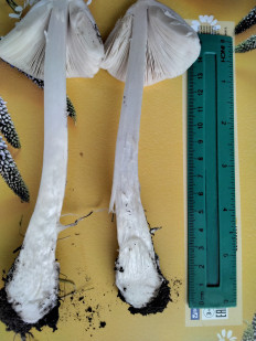 Гриб из с.Кевсала