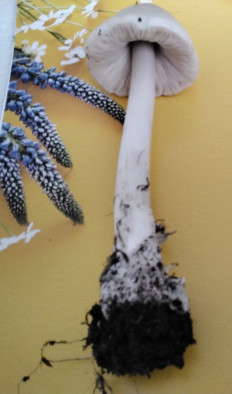 Гриб из с.Кевсала