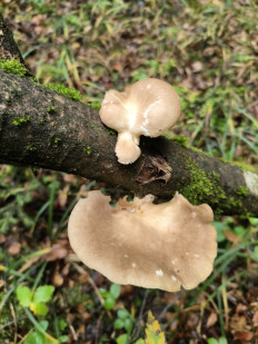 Гриб из Москва