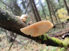 Гриб из Москва