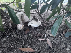 Гриб из Сочи