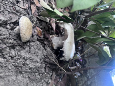 Гриб из Сочи