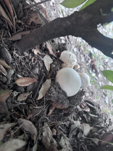 Гриб из Сочи