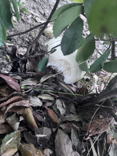 Гриб из Сочи