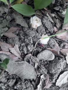 Гриб из Сочи