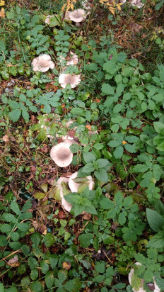 Гриб из Люберцы, Овражки