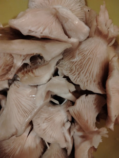 Гриб из Люберцы, Овражки