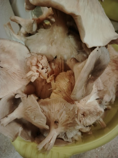 Гриб из Люберцы, Овражки