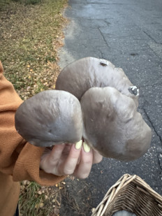 Вёшенка устричная