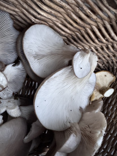 Вёшенка устричная