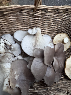 Вёшенка устричная