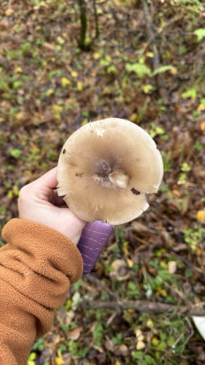 Гриб из Москва