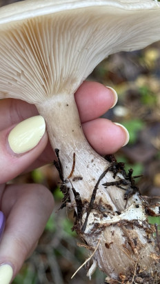 Гриб из Москва