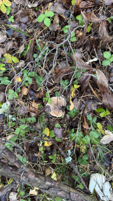 Гриб из Москва