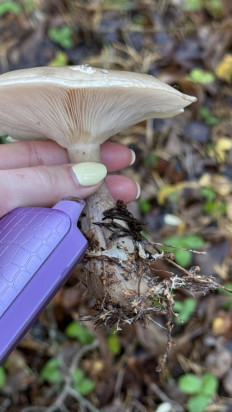 Гриб из Москва