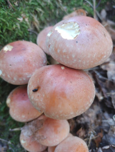 Опёнок кирпично-красный