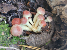 Опёнок кирпично-красный