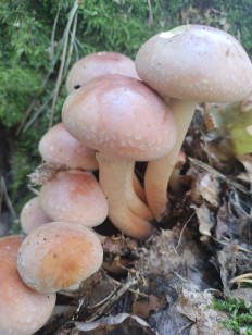 Опёнок кирпично-красный