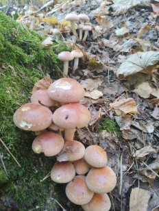 Опёнок кирпично-красный