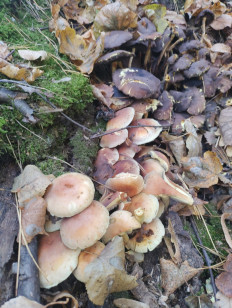 Опёнок кирпично-красный