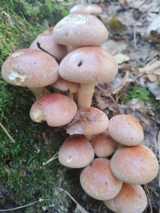 Опёнок кирпично-красный