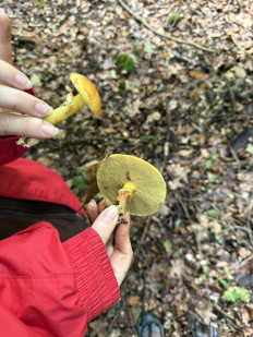 Гриб из Darmstadt