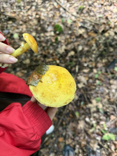 Гриб из Darmstadt