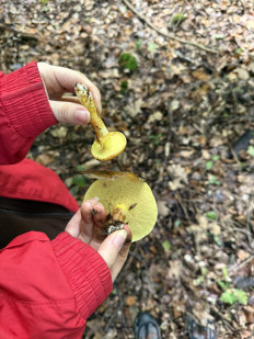 Гриб из Darmstadt