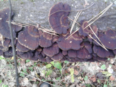 Гриб из г.Ижевск