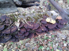 Гриб из г.Ижевск