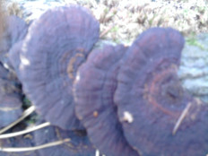 Гриб из г.Ижевск