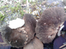 Гриб из г.Ижевск