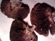 Гриб из г.Ижевск