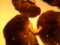 Гриб из г.Ижевск