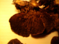 Гриб из г.Ижевск