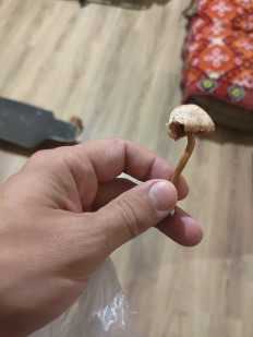 Гриб из Сочи , Россия